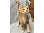 Alvin, Domestic Shorthair For Adoption In Columbia, South Carolina
