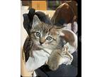Snickers, Domestic Shorthair For Adoption In Union Grove, Wisconsin