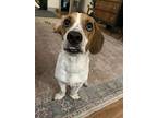 Bebe, Terrier (unknown Type, Medium) For Adoption In Candler, North Carolina