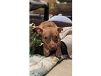 Daphne, Terrier (unknown Type, Medium) For Adoption In Caldwell, New Jersey