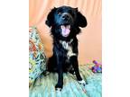 Mike Wazowski, Dachshund For Adoption In Friendswood, Texas
