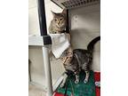 Buttercup Bonded To Blossom, Domestic Shorthair For Adoption In Sechelt