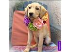 Cee, Labrador Retriever For Adoption In Torrance, California