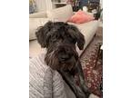Goose, Schnauzer (miniature) For Adoption In Redondo Beach, California