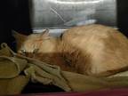 Murr, Domestic Mediumhair For Adoption In Lorain, Ohio