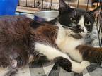 Agnes, Domestic Shorthair For Adoption In Lorain, Ohio