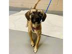 Candy, Dachshund For Adoption In Seattle, Washington