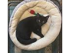 Squeaky, Domestic Shorthair For Adoption In Ocala, Florida