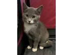 Zero, Domestic Shorthair For Adoption In Cumberland, Maine