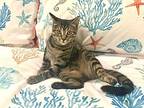 Emma, Domestic Shorthair For Adoption In Olive Branch, Mississippi