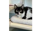 Tinzie, Domestic Shorthair For Adoption In Cumberland, Maine