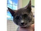 Jack, Domestic Shorthair For Adoption In Cumberland, Maine