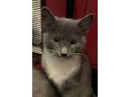 Sally, Domestic Shorthair For Adoption In Cumberland, Maine