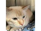Patches - Large Champagne Color In #19, Domestic Shorthair For Adoption In