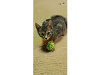 Gwen Stacey, Domestic Shorthair For Adoption In Phillipsburg, New Jersey