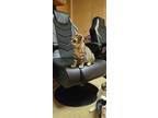 Miles Morales, Domestic Shorthair For Adoption In Phillipsburg, New Jersey
