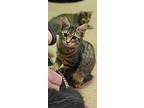 Mary Jane, Domestic Mediumhair For Adoption In Phillipsburg, New Jersey