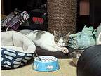 Flash Thompson, Domestic Shorthair For Adoption In Phillipsburg, New Jersey