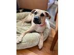 Lilly Pad, Retriever (unknown Type) For Adoption In Saugus, Massachusetts