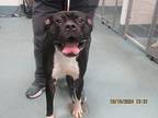 Jolly Roger, American Staffordshire Terrier For Adoption In Raleigh
