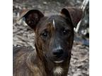 Lincoln, Terrier (unknown Type, Medium) For Adoption In Locust Fork, Alabama