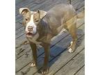 Hunter, American Pit Bull Terrier For Adoption In Jackson, Tennessee