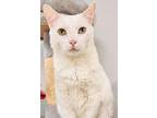 Baby Delgado, Domestic Shorthair For Adoption In Satellite Beach, Florida