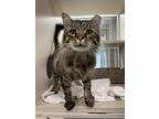 Duke, Domestic Longhair For Adoption In Lincoln, Nebraska