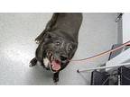 Scarlett, Labrador Retriever For Adoption In Lincoln, Nebraska