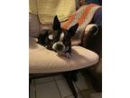 Anya Forger Kentucky4463, Boston Terrier For Adoption In Maryville, Tennessee