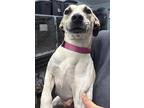 Rhea In Ct, Dachshund For Adoption In East Hartford, Connecticut