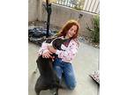 Gypsy, American Staffordshire Terrier For Adoption In St. Petersburg, Florida