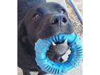 Dixie, Labrador Retriever For Adoption In Beebe, Arkansas