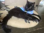 Frida, Domestic Shorthair For Adoption In Bellingham, Washington