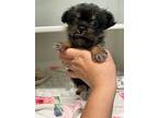 Pumpkin, Dachshund For Adoption In Humble, Texas
