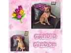 Cinder, Golden Retriever For Adoption In Grove, Oklahoma
