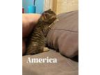 America, Domestic Shorthair For Adoption In Orlando, Florida