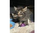 Collins, Domestic Mediumhair For Adoption In Orlando, Florida