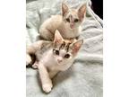 Dottie* / Fl-24, Domestic Shorthair For Adoption In Pomona, California