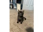 Bowie, Domestic Mediumhair For Adoption In Orlando, Florida