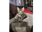 Don, Domestic Mediumhair For Adoption In Orlando, Florida