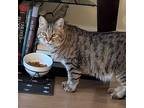 Hannah, Domestic Shorthair For Adoption In Herndon, Virginia