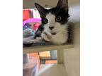 Spot, Domestic Shorthair For Adoption In Sebastian, Florida
