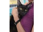 Marlin, Domestic Shorthair For Adoption In Sebastian, Florida