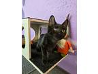 Dory, Domestic Shorthair For Adoption In Sebastian, Florida
