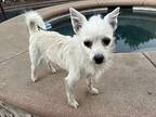 Russell, Jack Russell Terrier For Adoption In Pomona, California