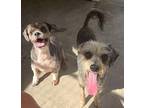 Charlie, Terrier (unknown Type, Small) For Adoption In Sebastian, Florida