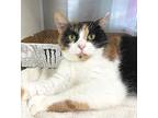 Katie, Calico For Adoption In Carrollton, Georgia