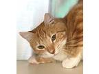 Micah, Domestic Shorthair For Adoption In Carrollton, Georgia