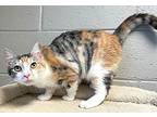 Nova, Calico For Adoption In Carrollton, Georgia